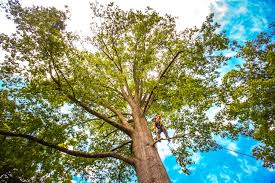 Best Utility Line Clearance  in Laurel Springs, NJ