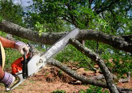 Laurel Springs, NJ  Tree Services Company