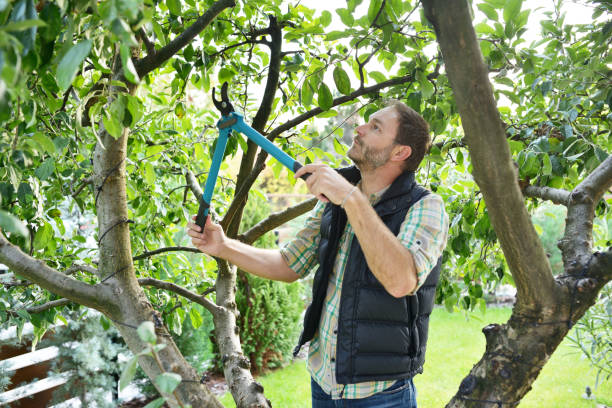 Best Fruit Tree Pruning  in Laurel Springs, NJ